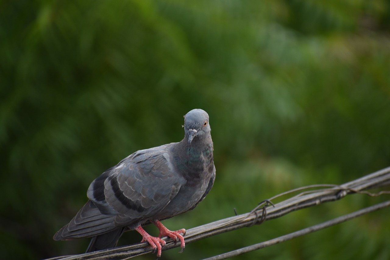 pigeon bird dove free photo
