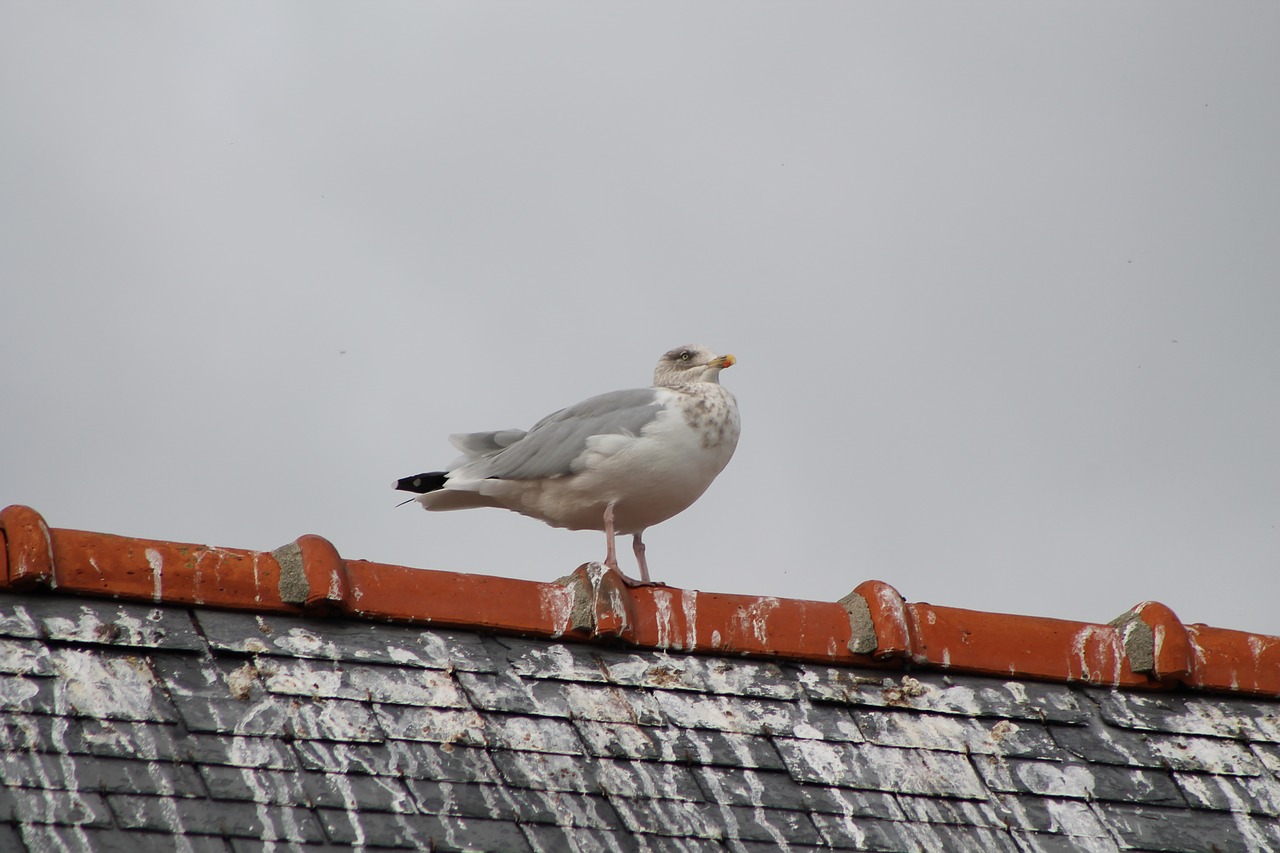 pigeon roof bird free photo