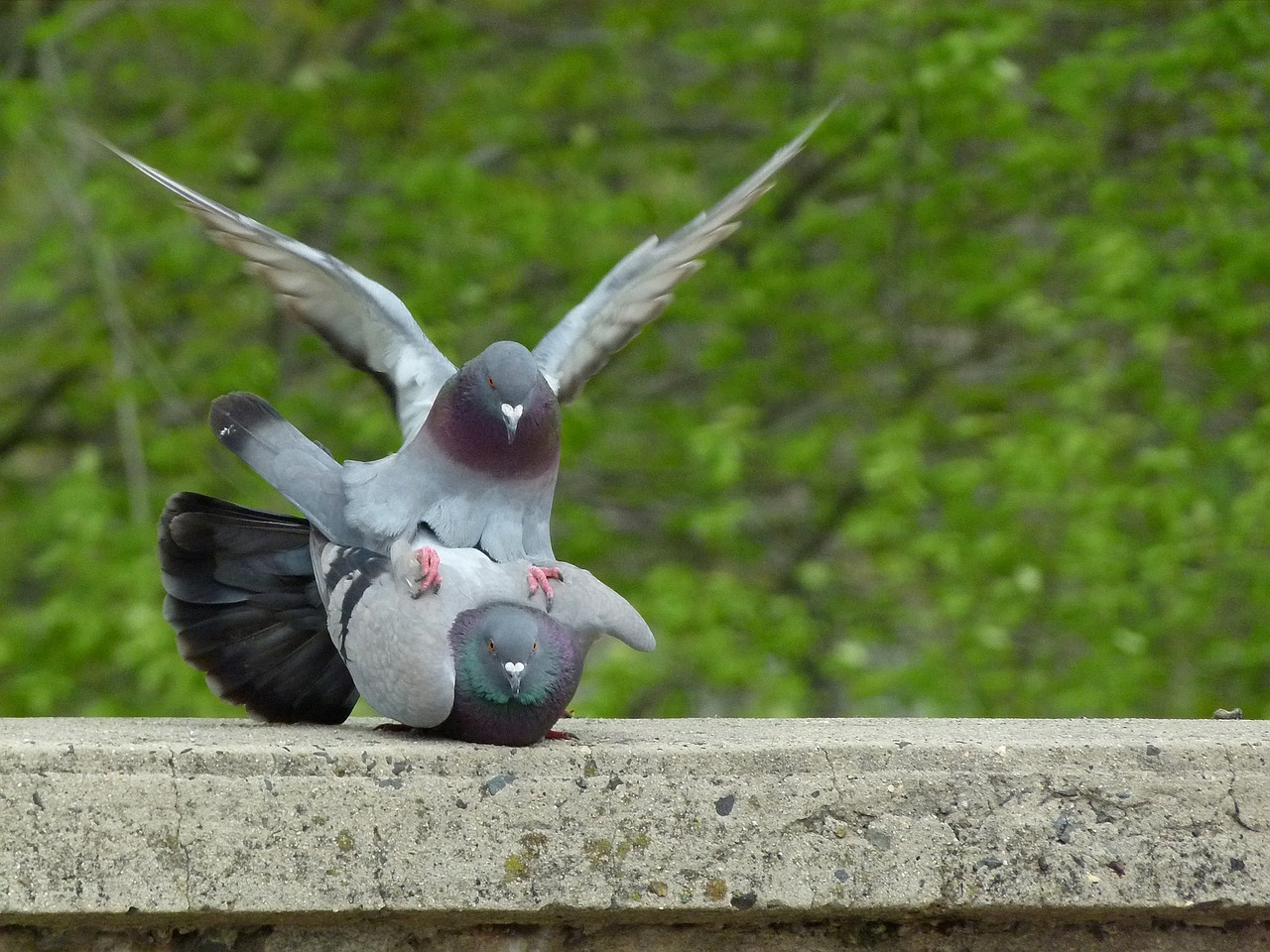 pigeon pigeons mating free photo