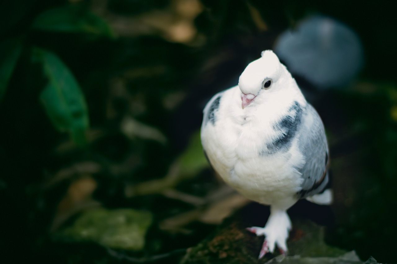 pigeon white peace free photo