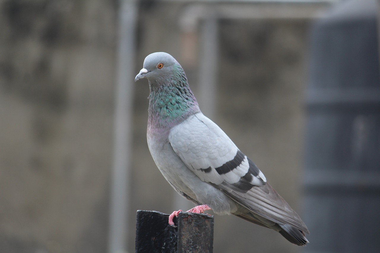 pigeon bird columba livia free photo