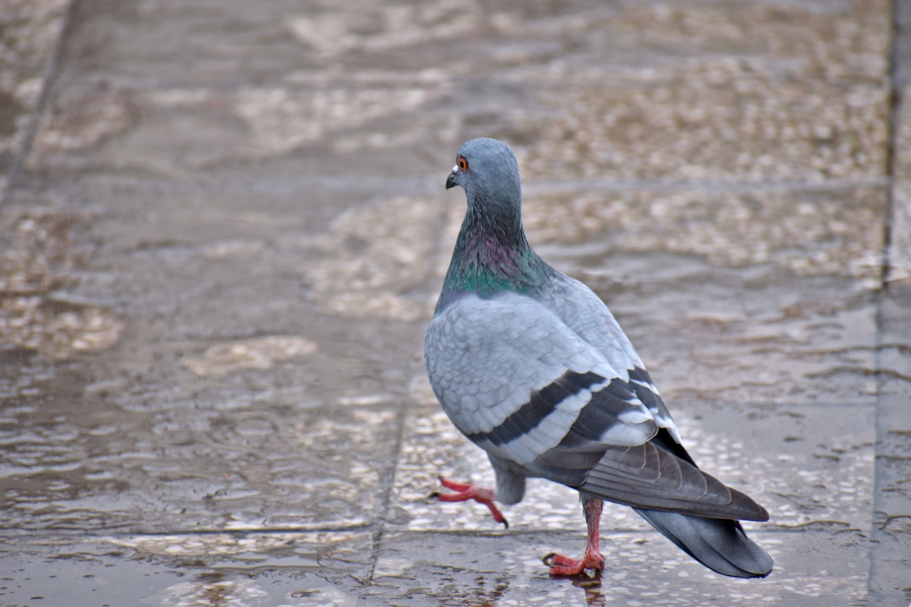 pigeon rain walking feral pigeon free photo