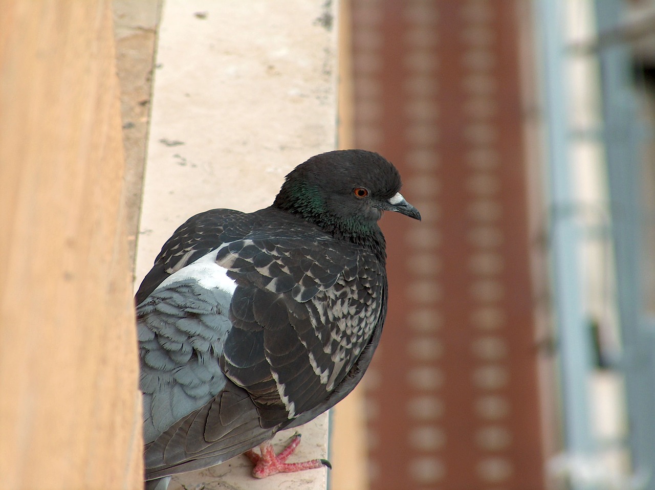 pigeon volatile ali free photo