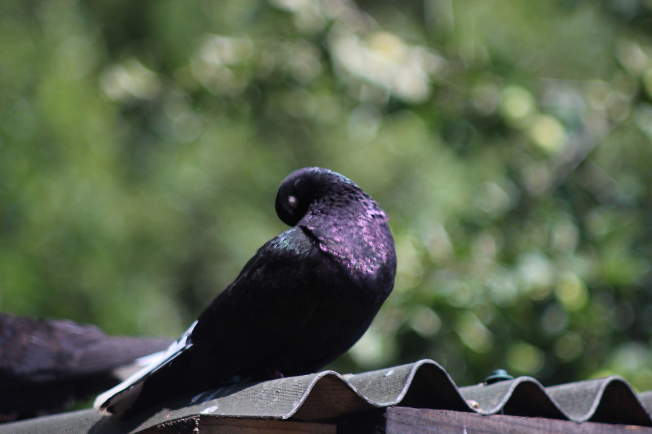 pigeon nature golden ratio free photo