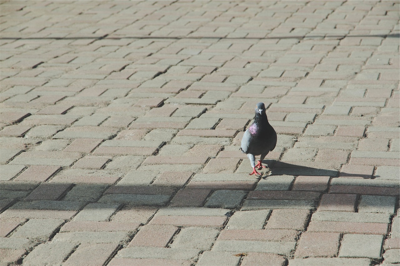 pigeon bird cobblestone free photo