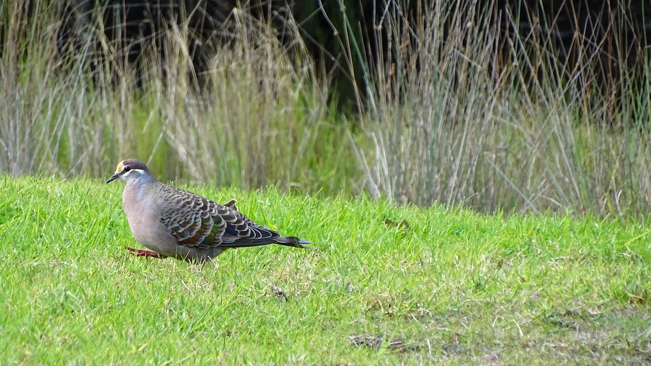 pigeon bird dove free photo