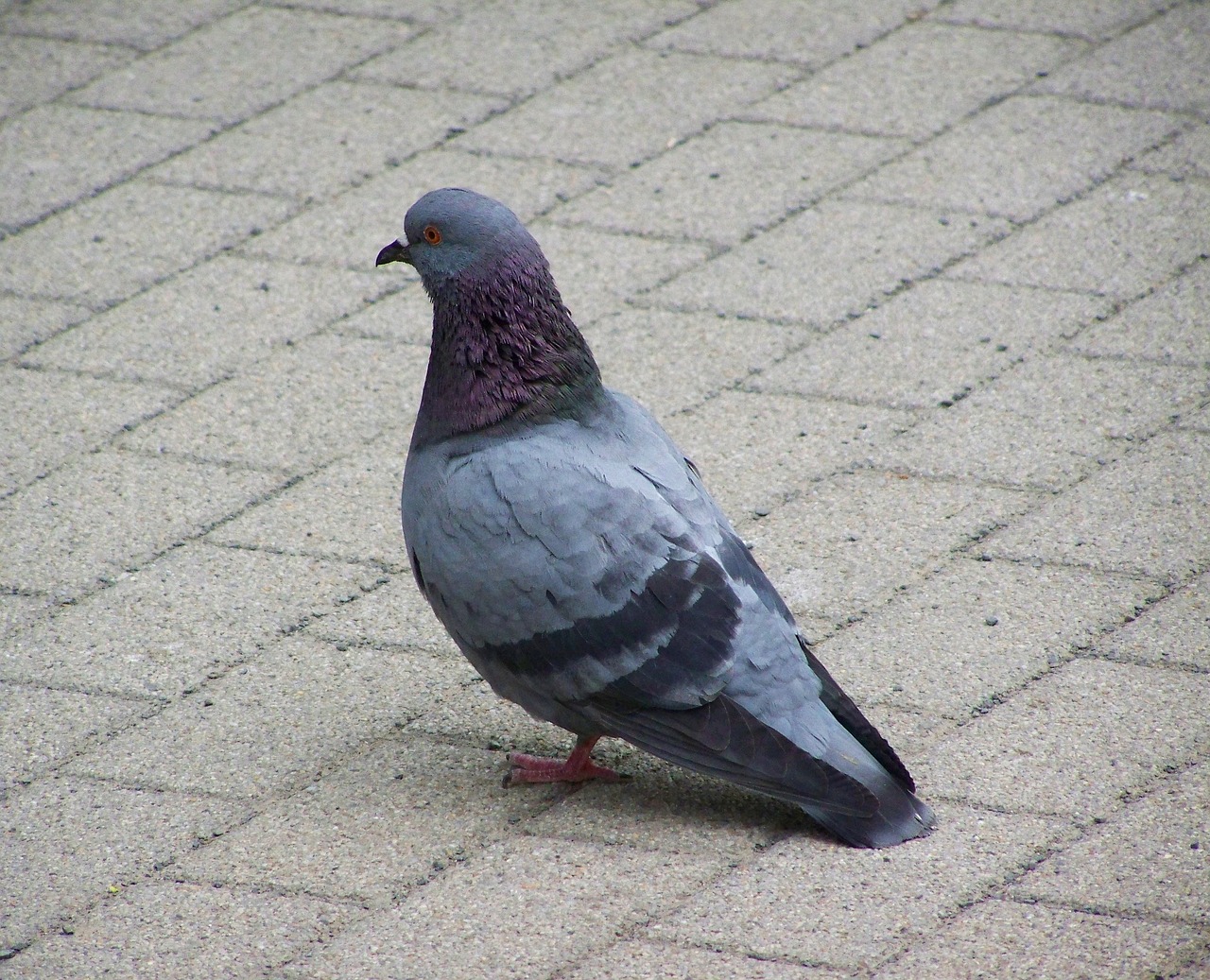 pigeon bird animal free photo