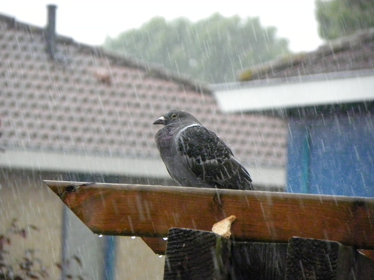 pigeon homer rain free photo
