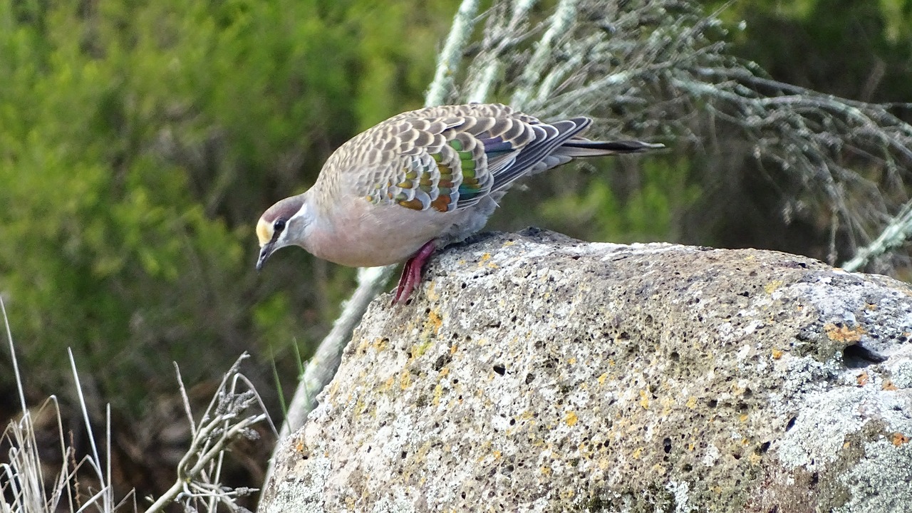 pigeon bird dove free photo