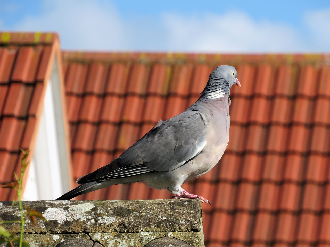 pigeon bird roof free photo