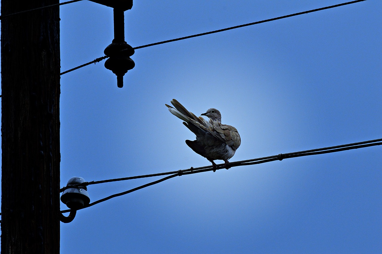 pigeon turtledove bird free photo