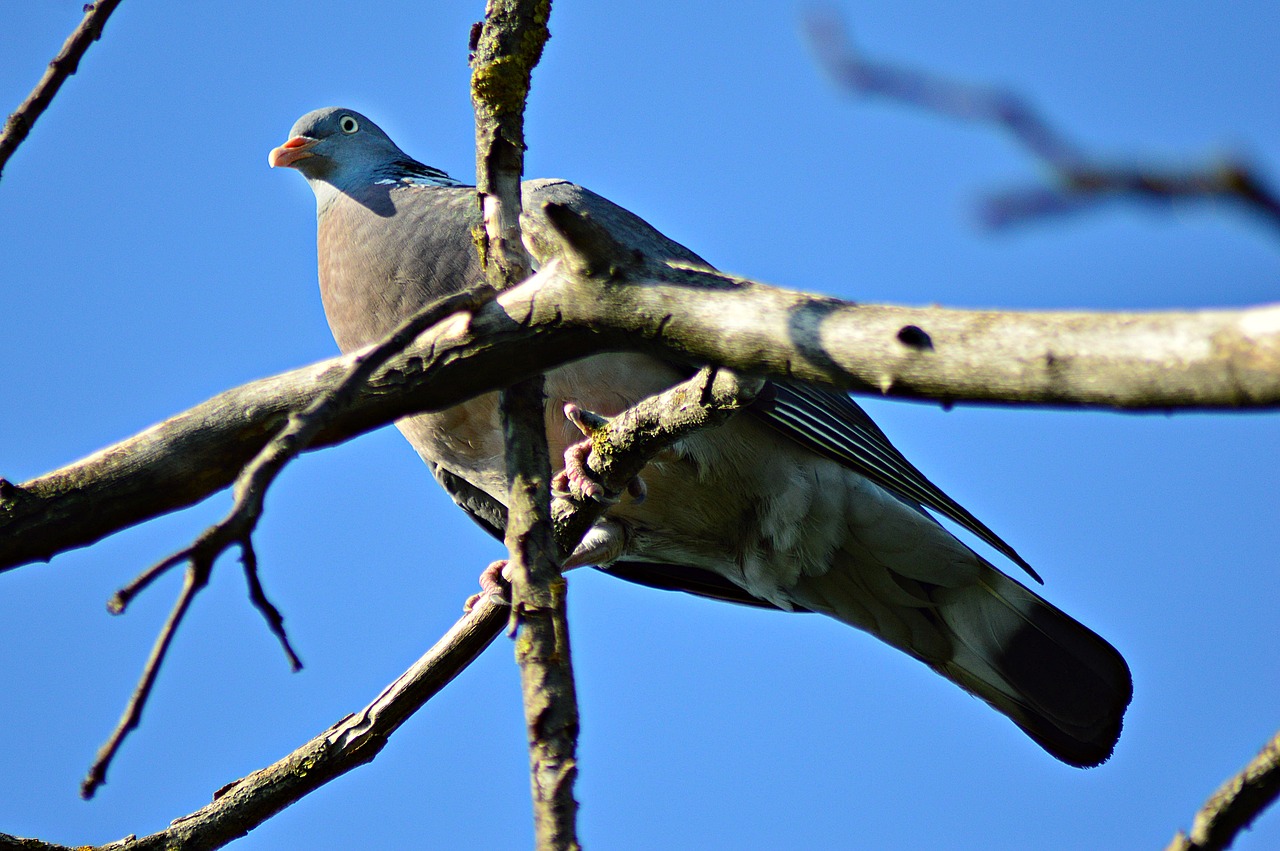 pigeon örvösgalamb bird free photo