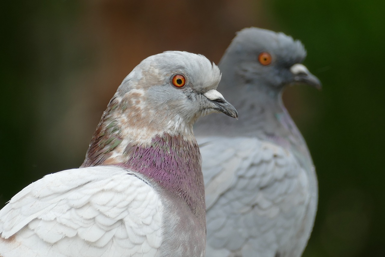pigeon bird fauna free photo