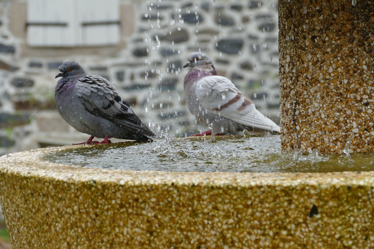 pigeon bird fauna free photo