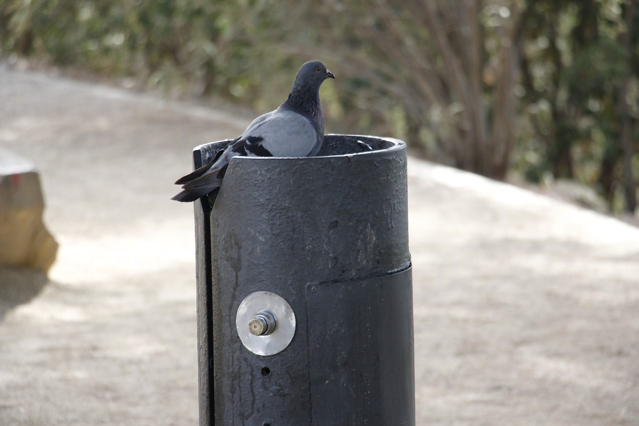 pigeon drinking fountain park free photo
