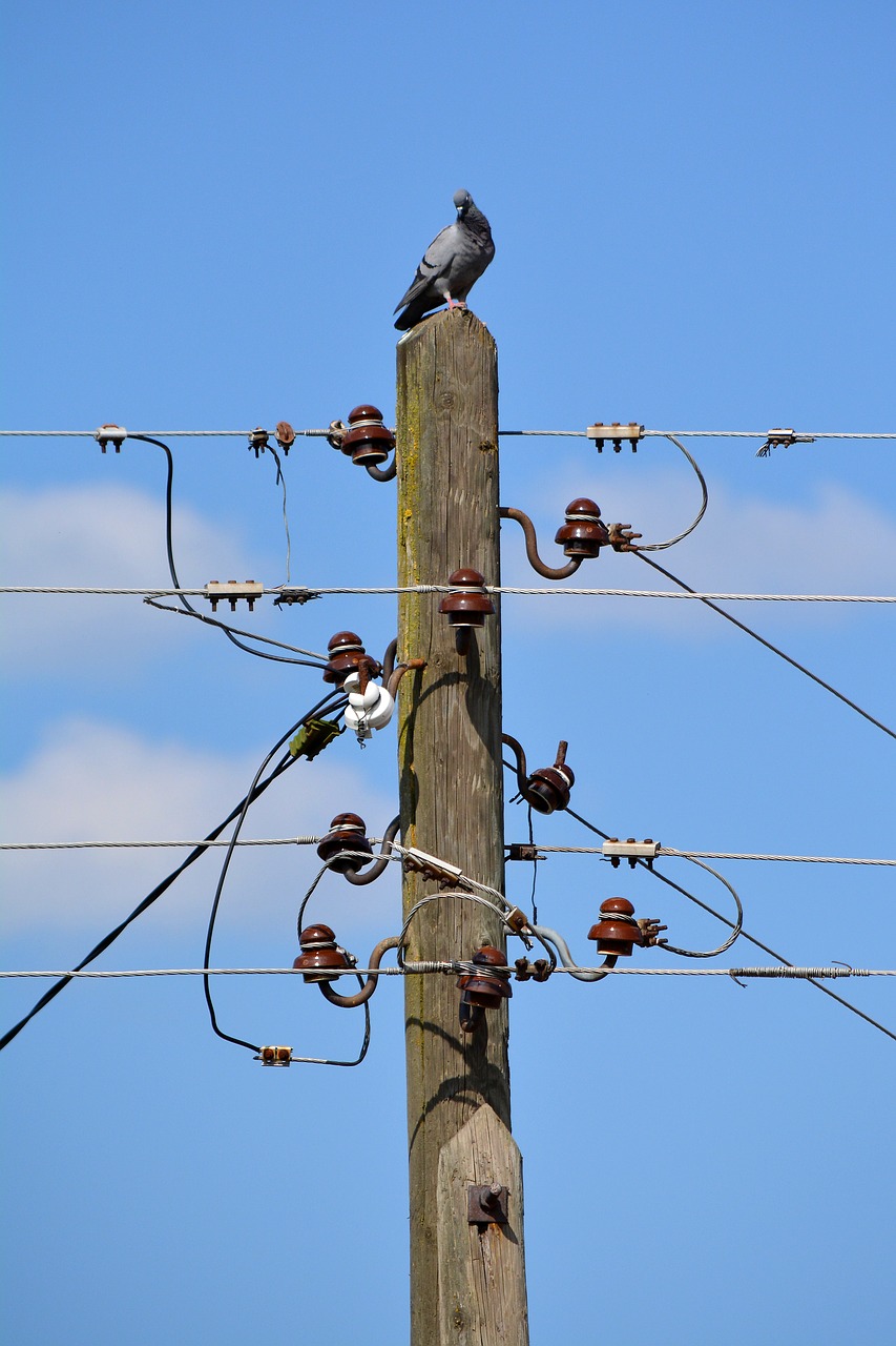 pigeon telephone wire free photo