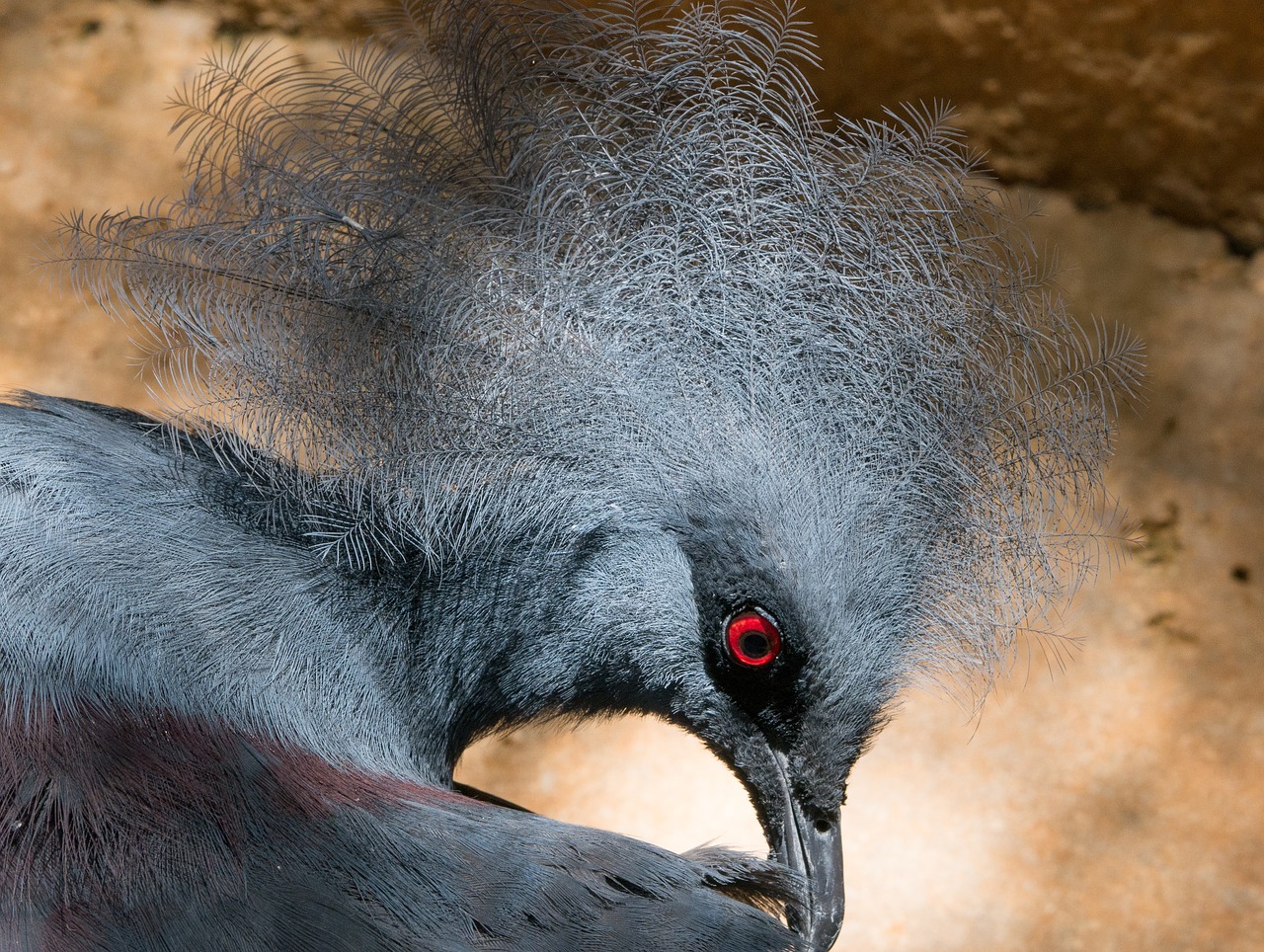 pigeon bird zoo free photo