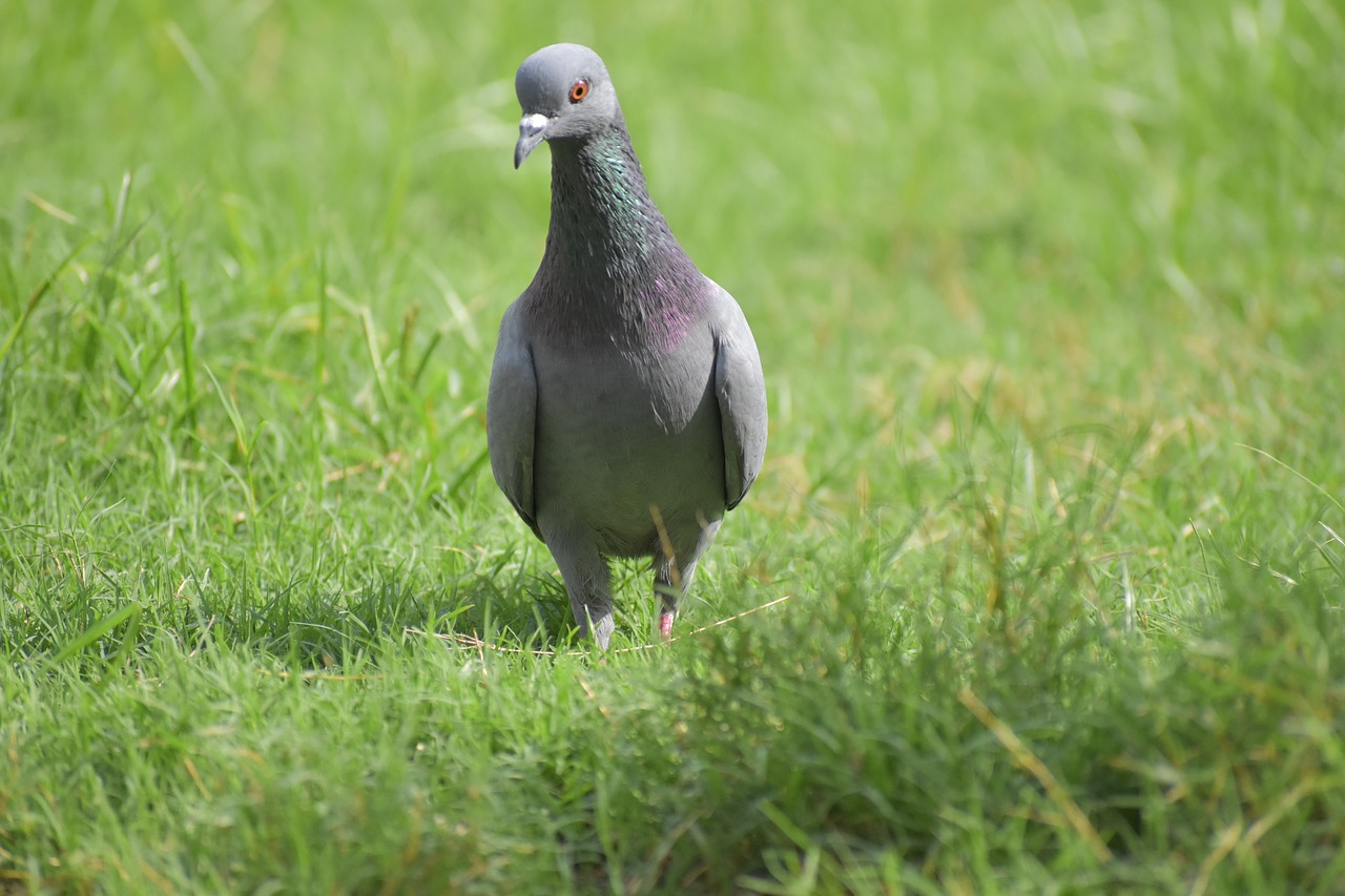 pigeon bird columbidae free photo