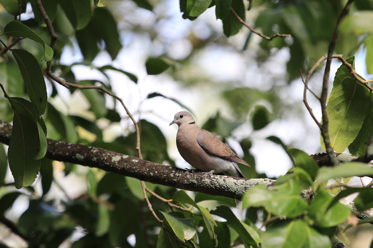 pigeon birds bird free photo