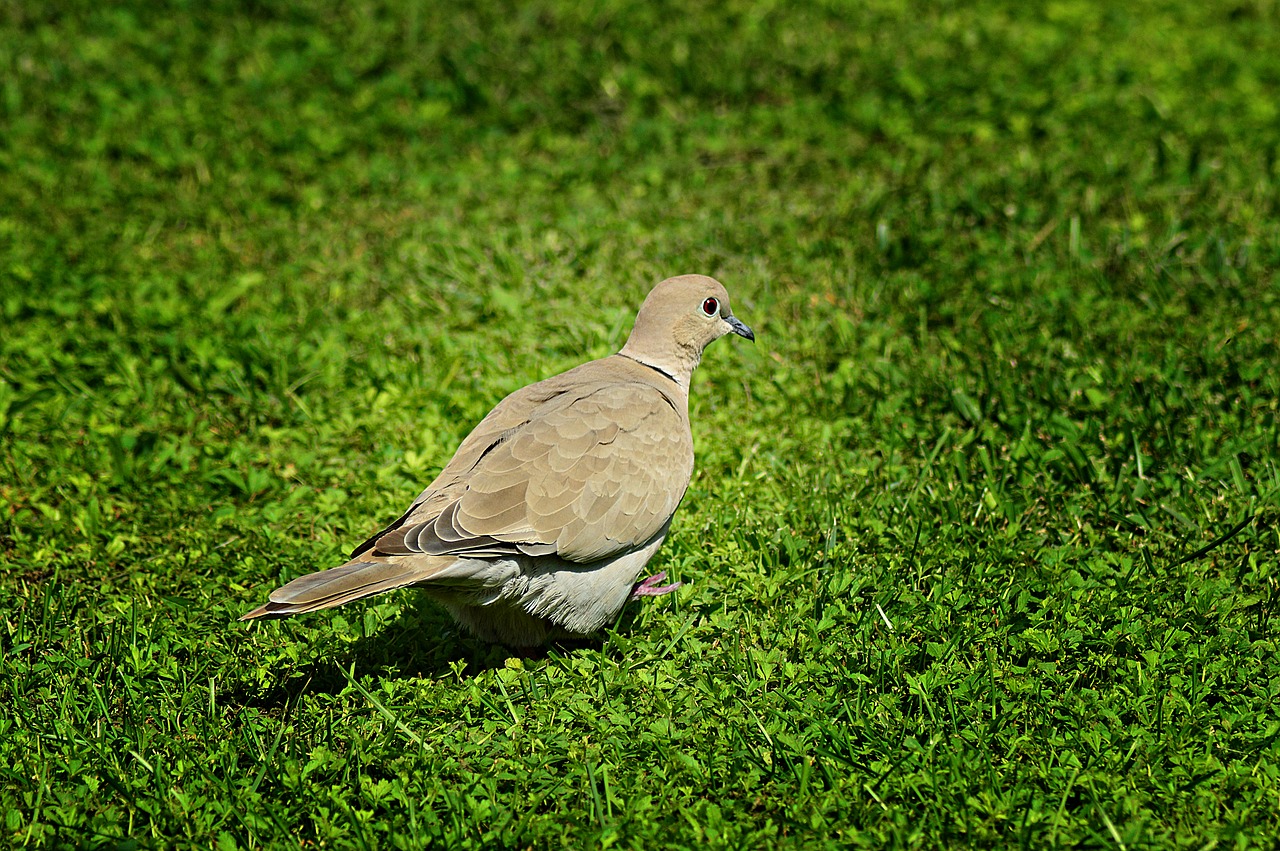 pigeon turtledove bird free photo