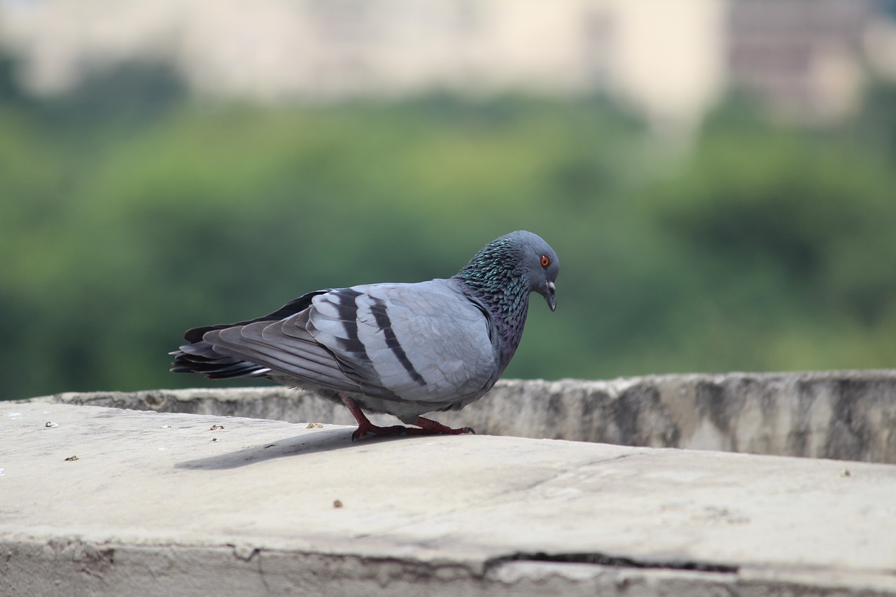 pigeon columba livia flight free photo