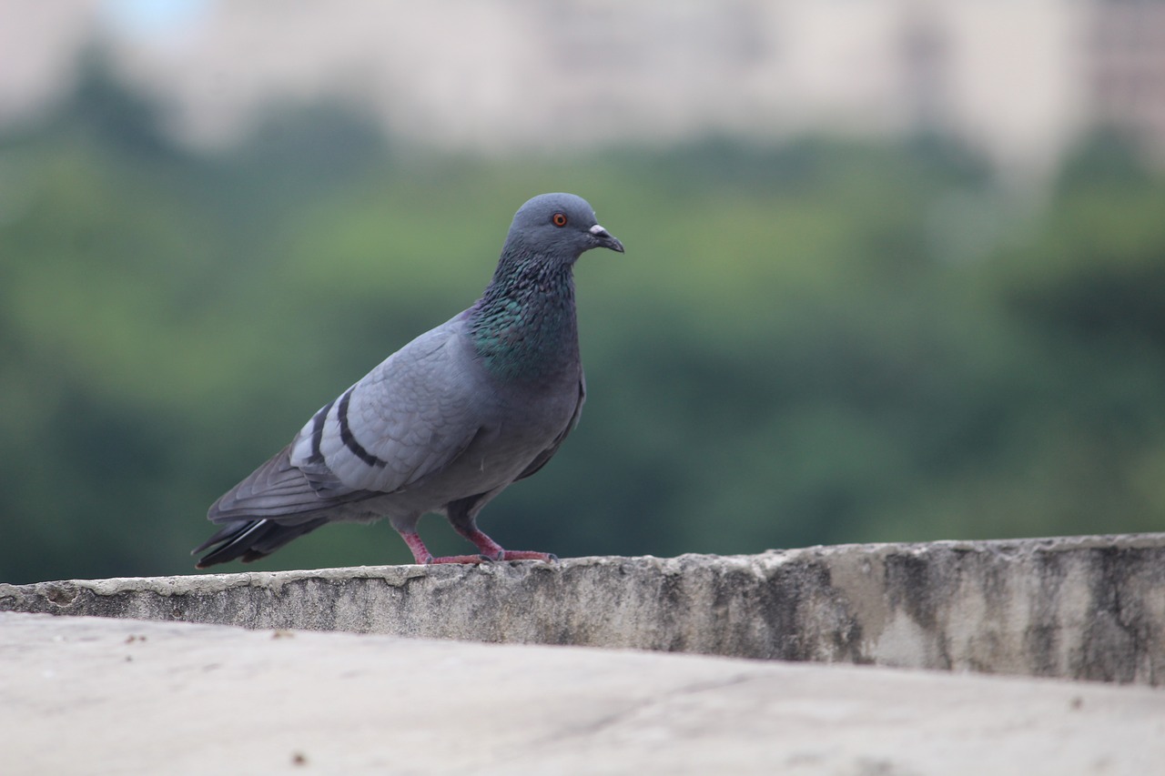 pigeon bird columba free photo