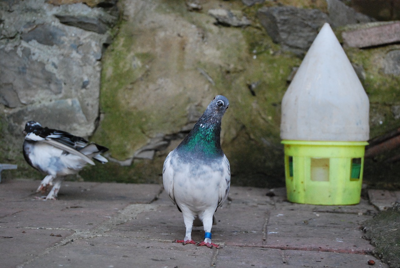 pigeon bird animal free photo