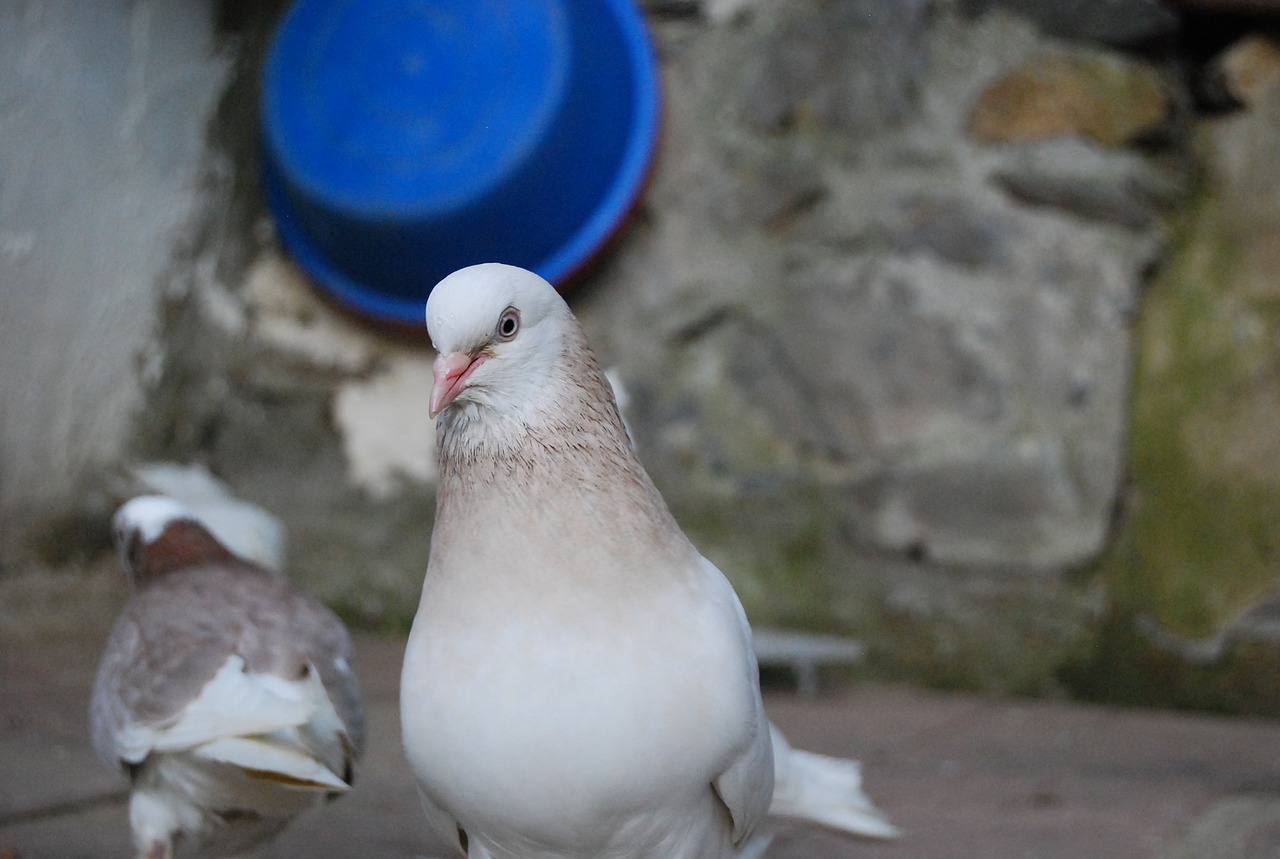 pigeon bird animal free photo