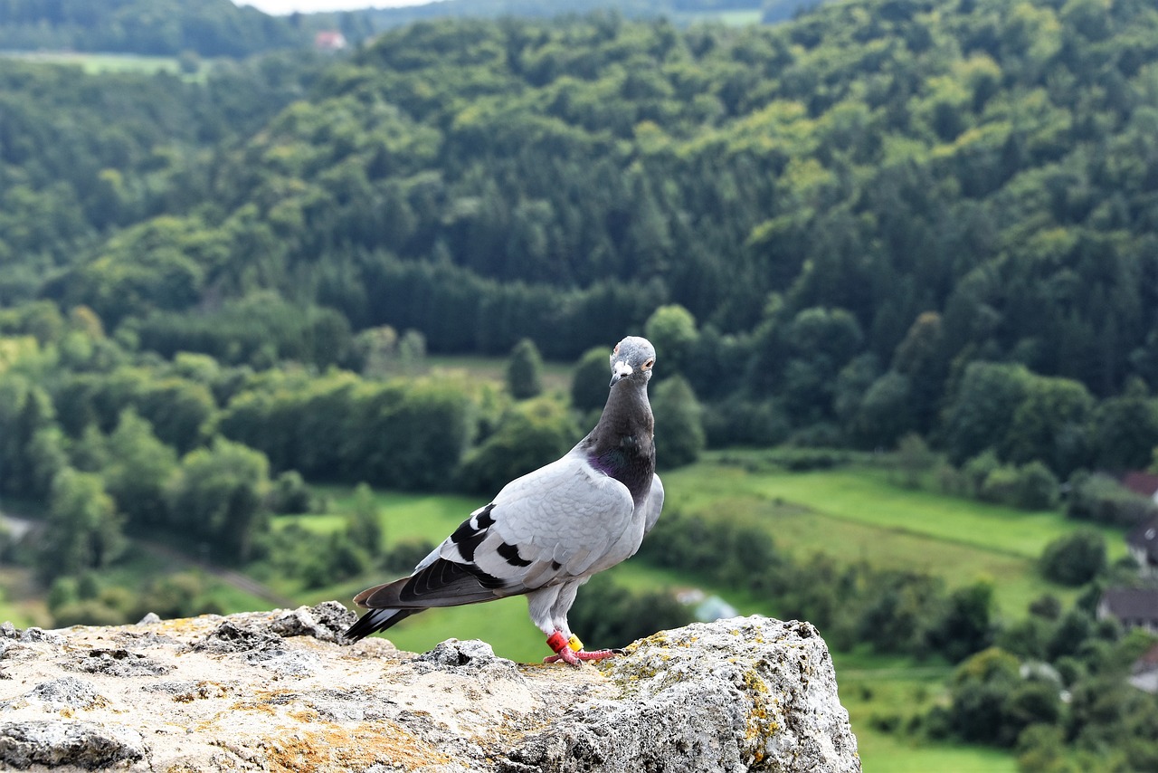 pigeon castle ruins nature free photo