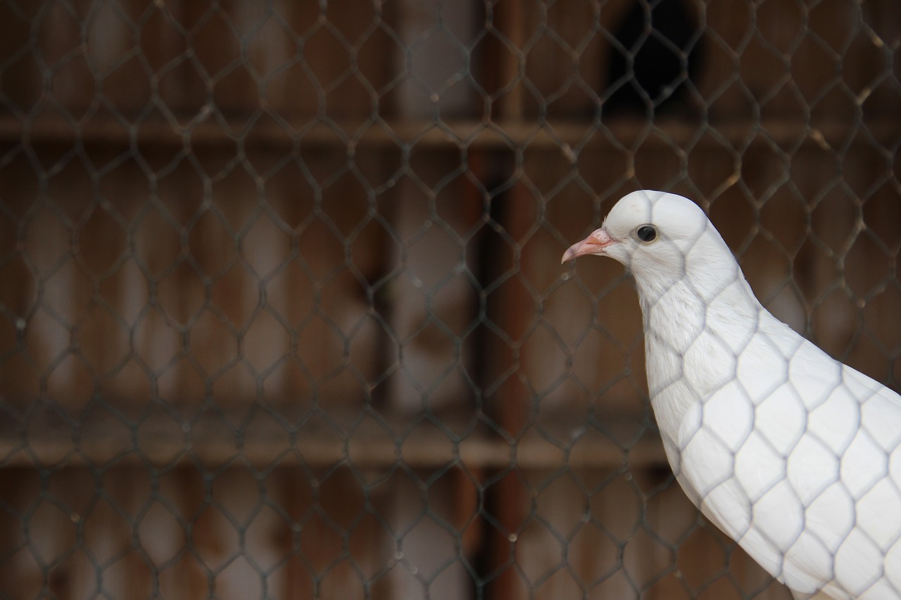 pigeon behind bars free photo