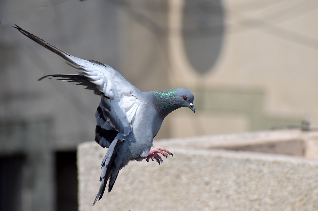 pigeon flight bird flying free photo
