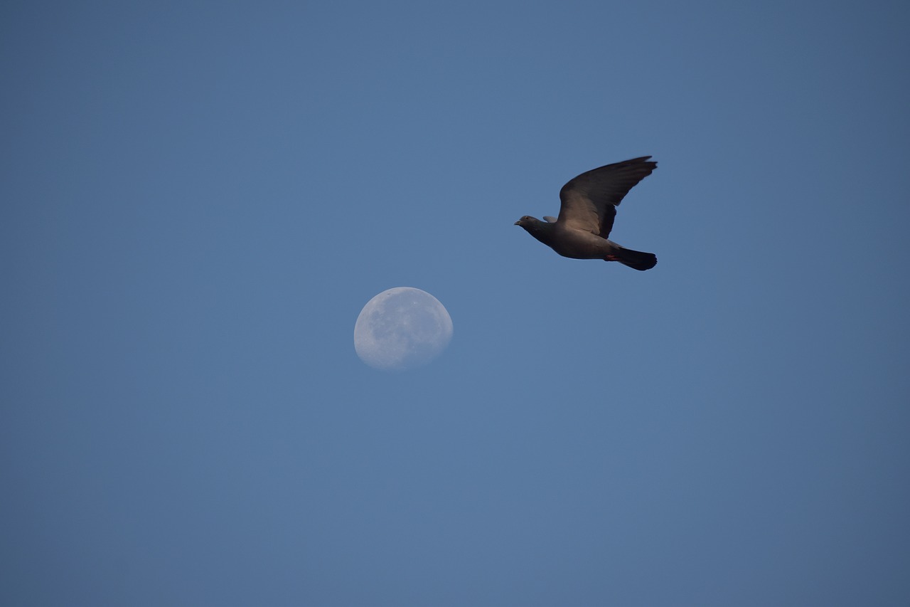 pigeon flight the moon free photo