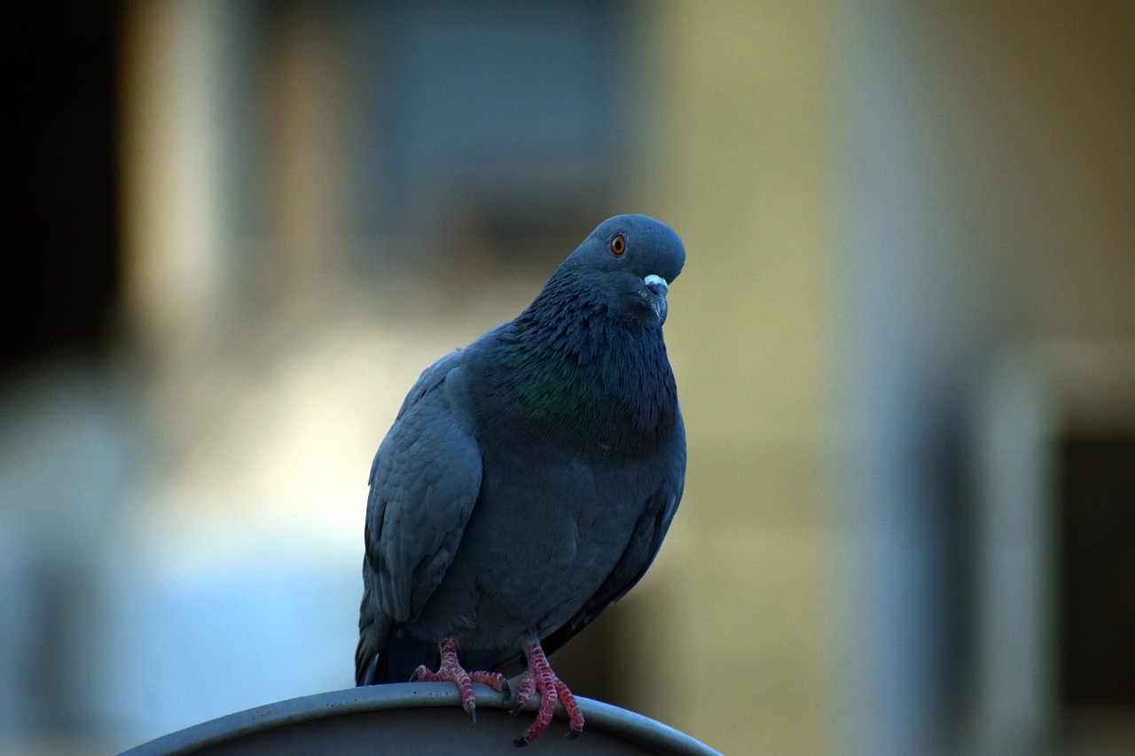 pigeon homing pigeon columba livia domestica free photo