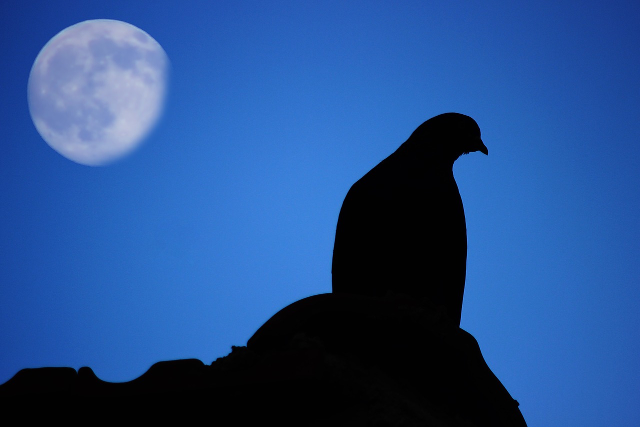 pigeon moon dark free photo
