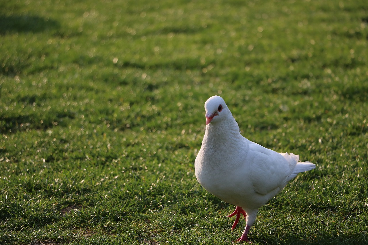 pigeon grassland green free photo