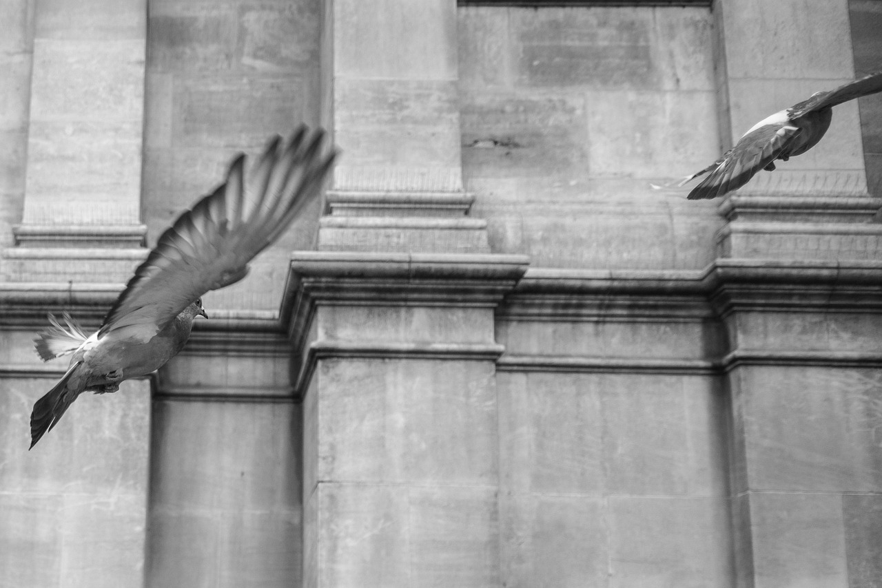 pigeon bird flying free photo