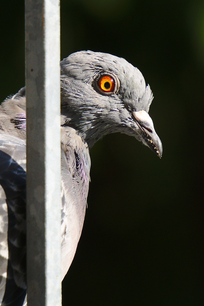 pigeon bird feather free photo