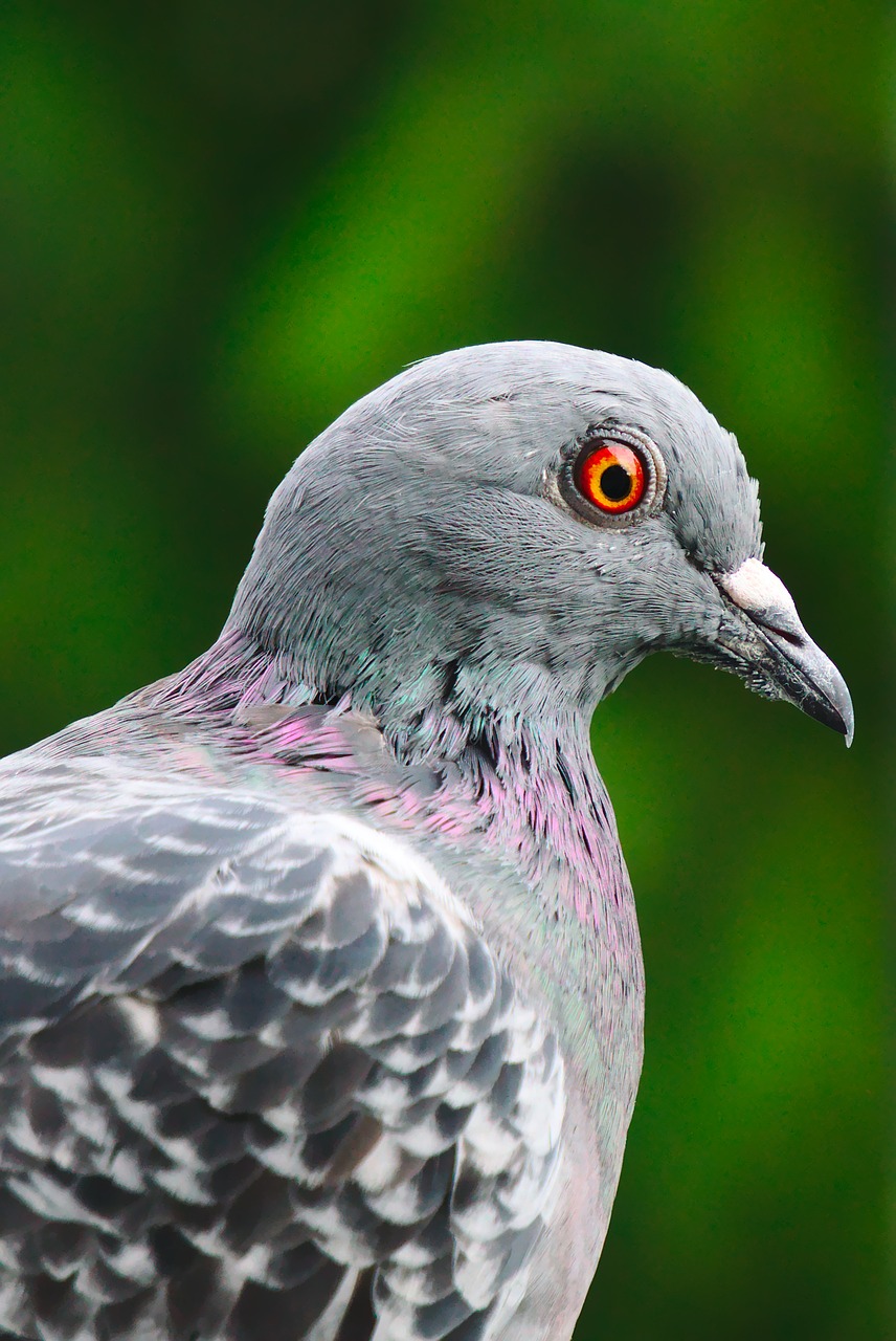 pigeon bird feather free photo