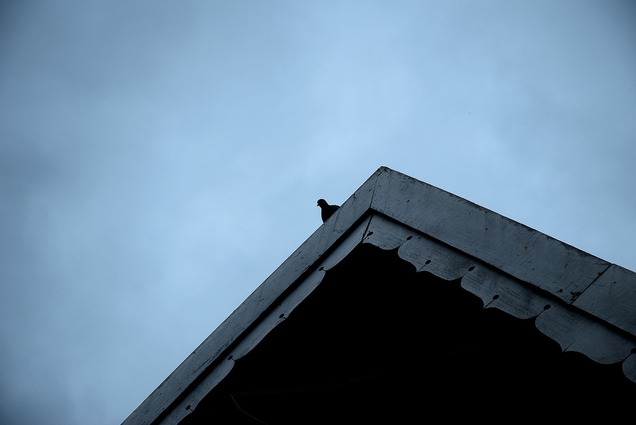 pigeon lonely single free photo