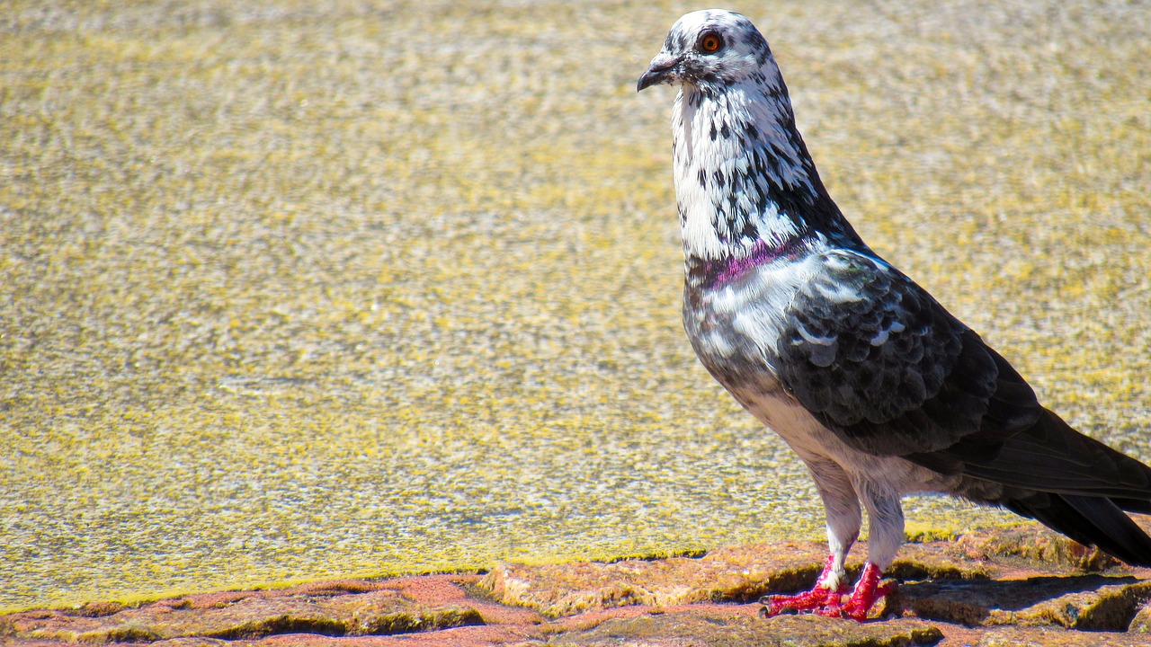 pigeon encyclopedia nature free photo