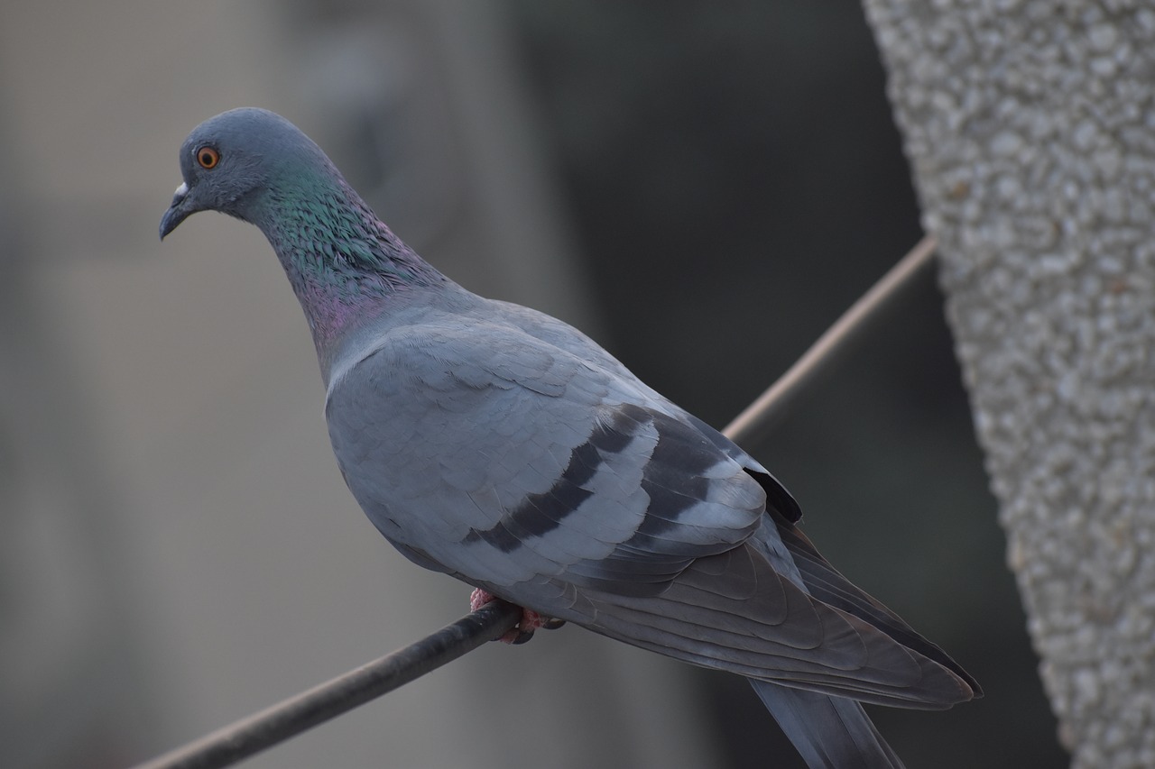 pigeon bird columbidae free photo