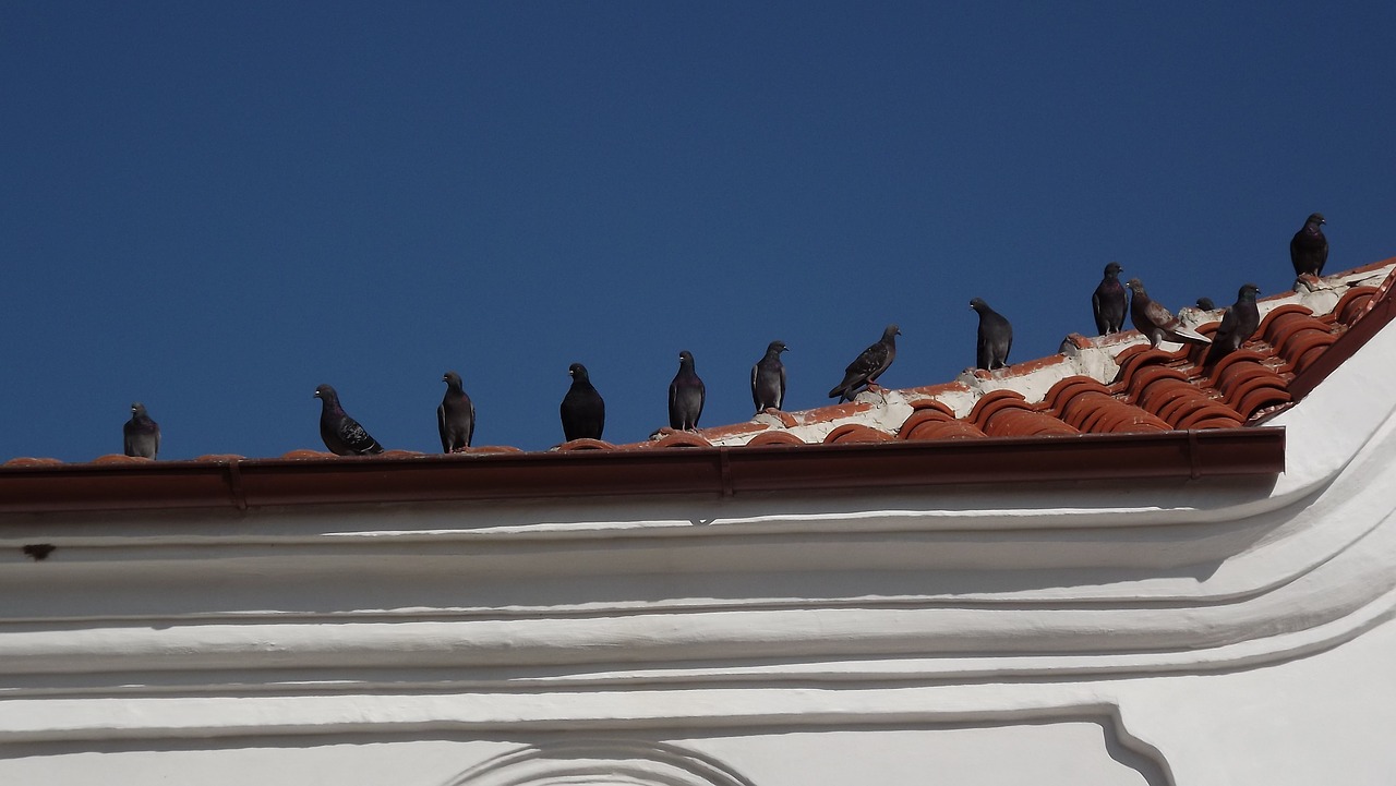 pigeon pigeons roof free photo