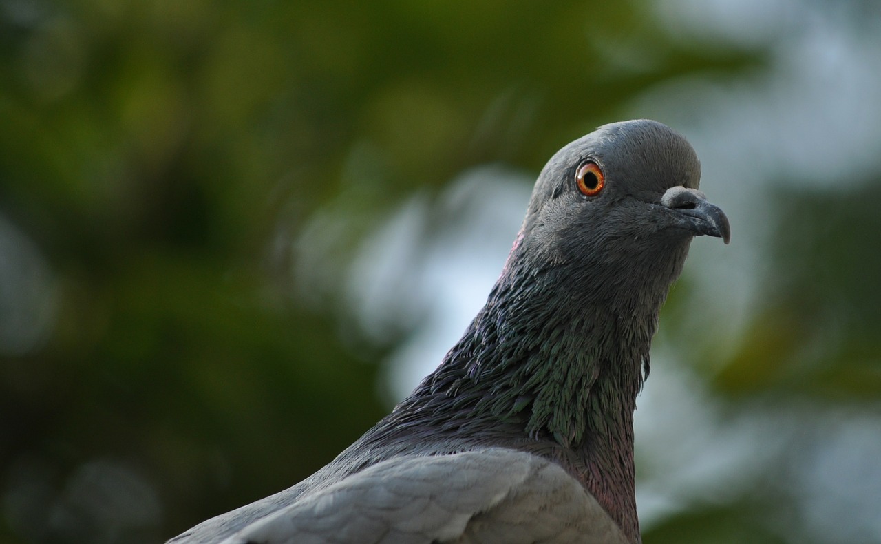 pigeon eye bird free photo