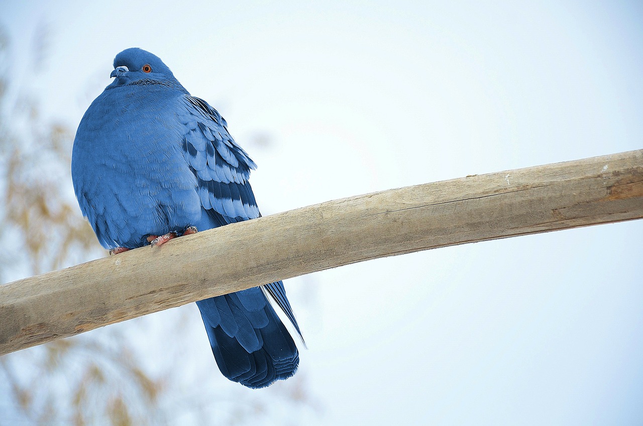 pigeon animal bird free photo