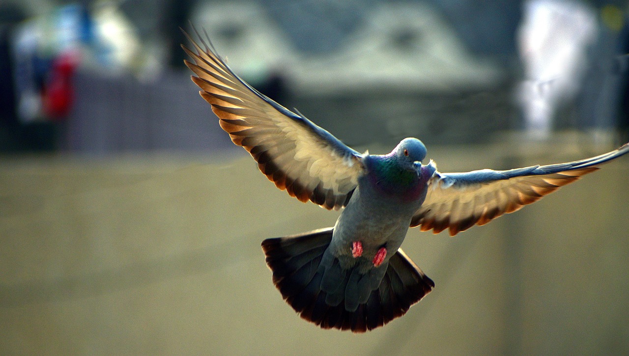 pigeon flying bird free photo