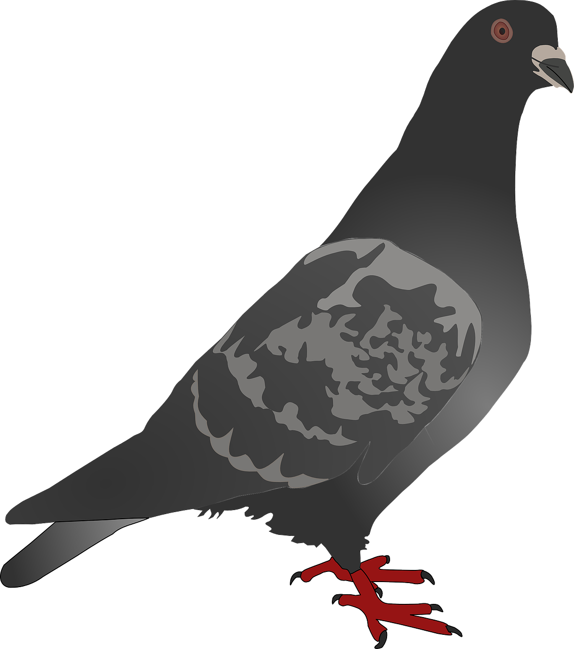 pigeon dove bird free photo
