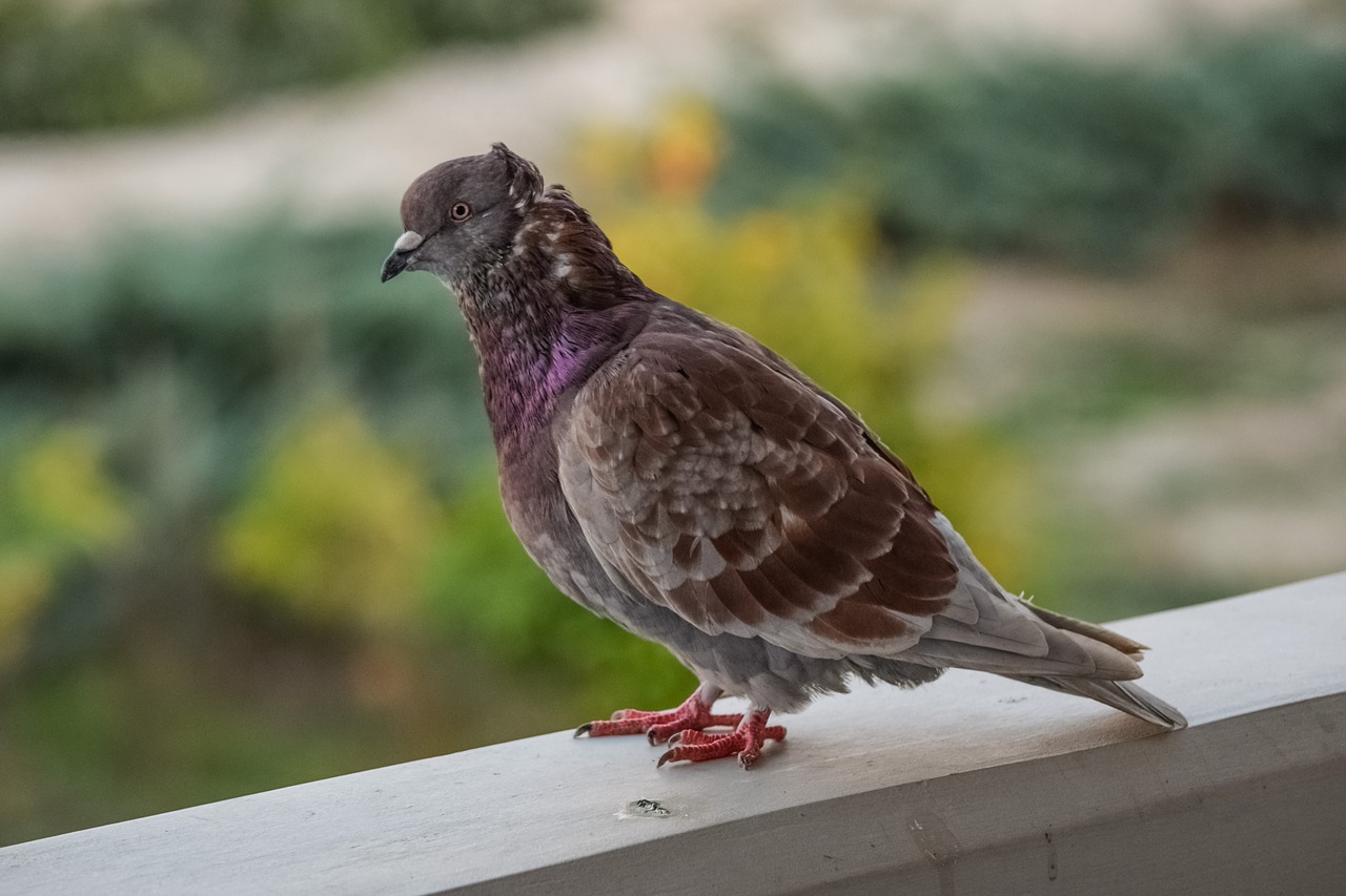 pigeon bird nature free photo