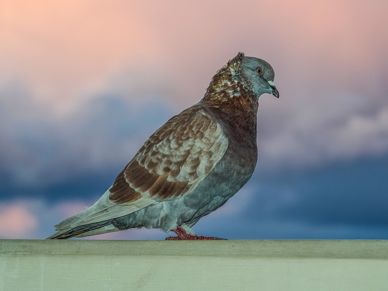 pigeon bird nature free photo