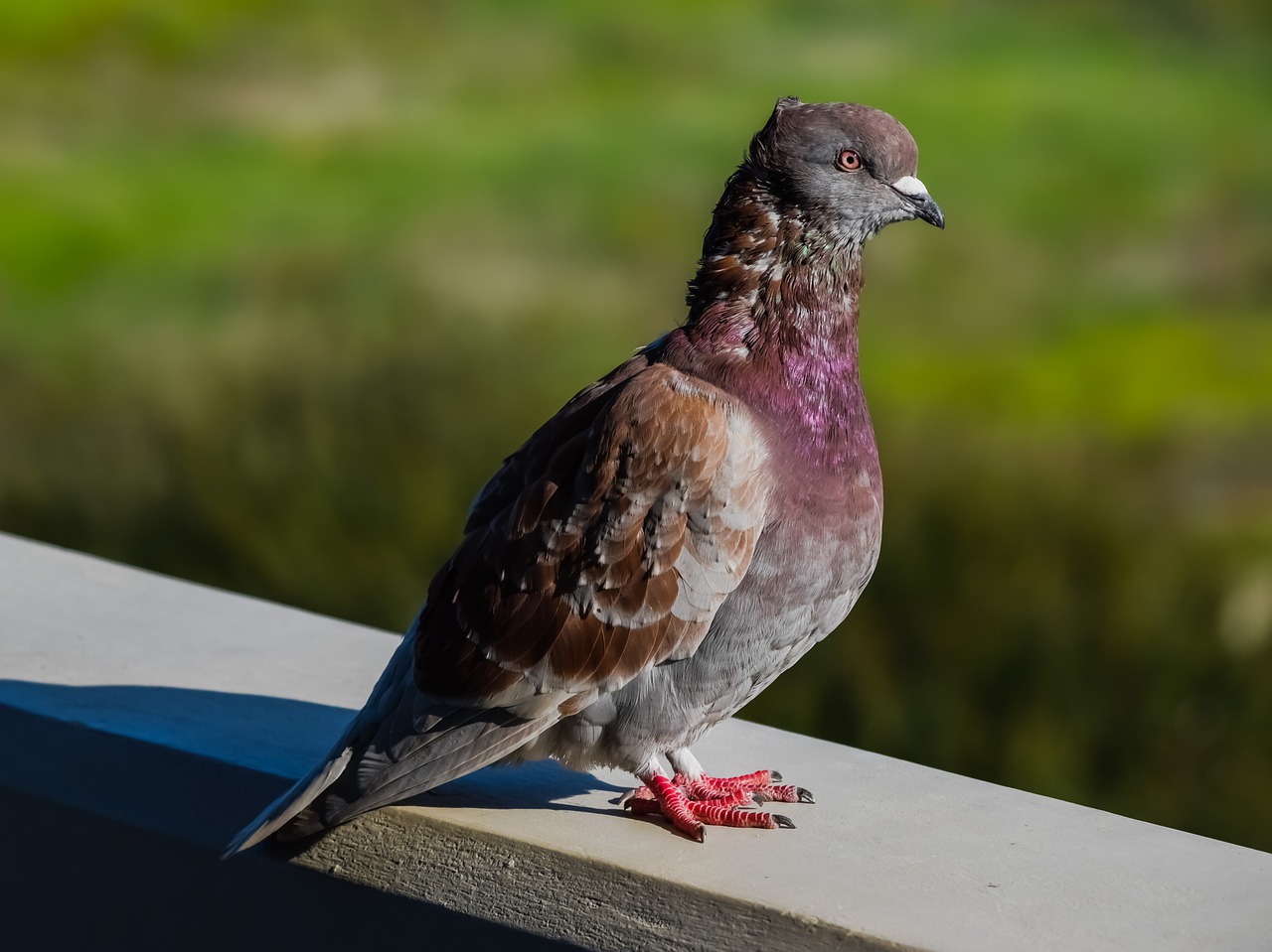 pigeon bird nature free photo