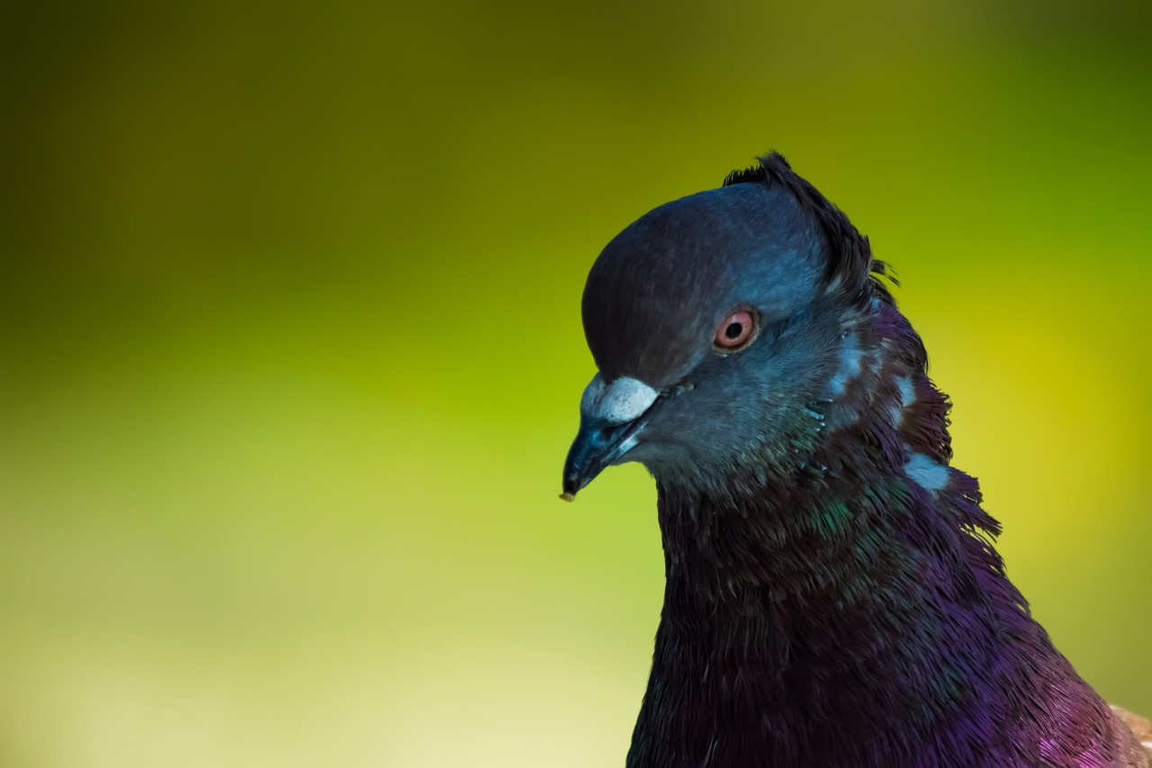 pigeon bird nature free photo